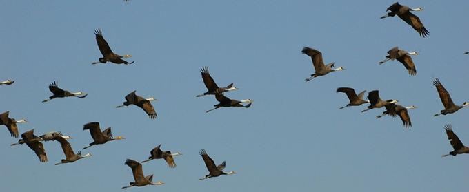 Hooded Cranes