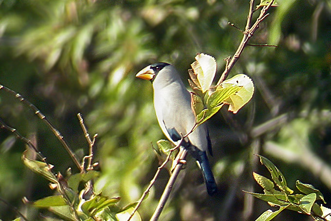 Japanese Grosbeak