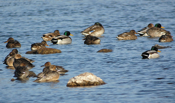 Mallard & Northern Pintail