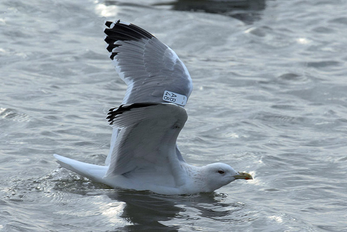 Mongolian Gull