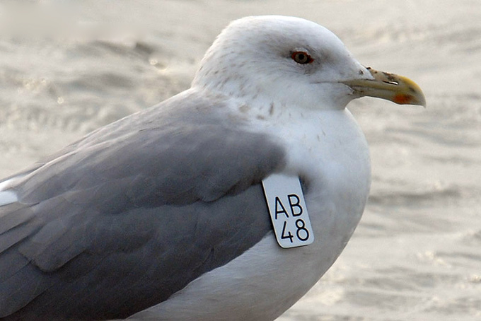 Mongolian Gull