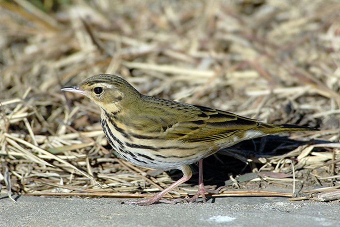 Olive-backed Pipit
