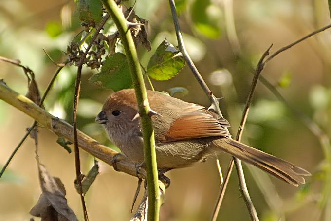 Vinous-throated Parrotbill