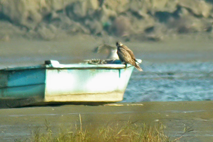 Saker Falcon