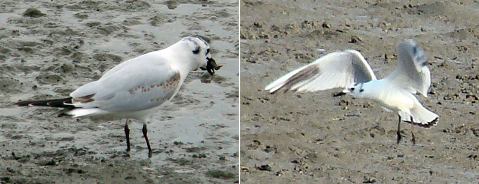 Saunders's Gull