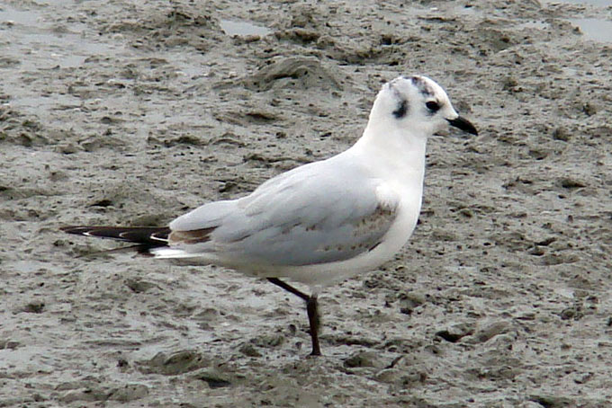 Saunders's Gull