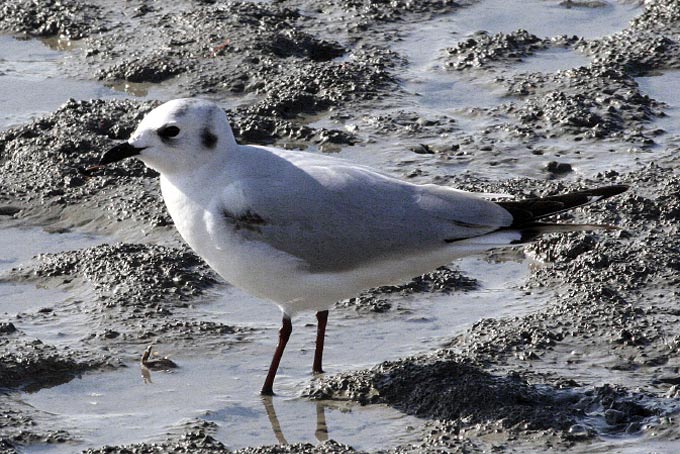 Saunders's Gull