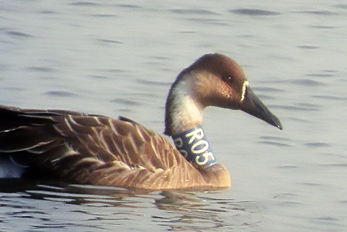 Swan Goose