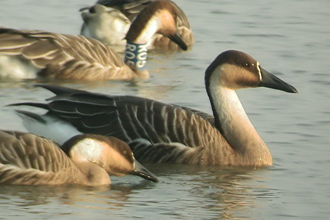 Swan Goose