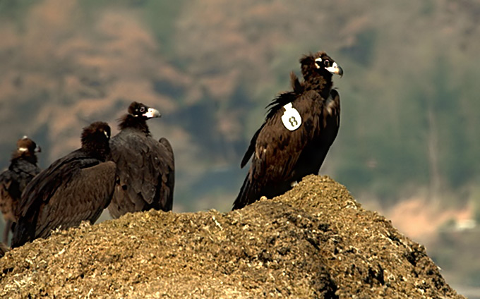 Cinereous Vulture