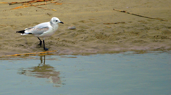 Relict Gull