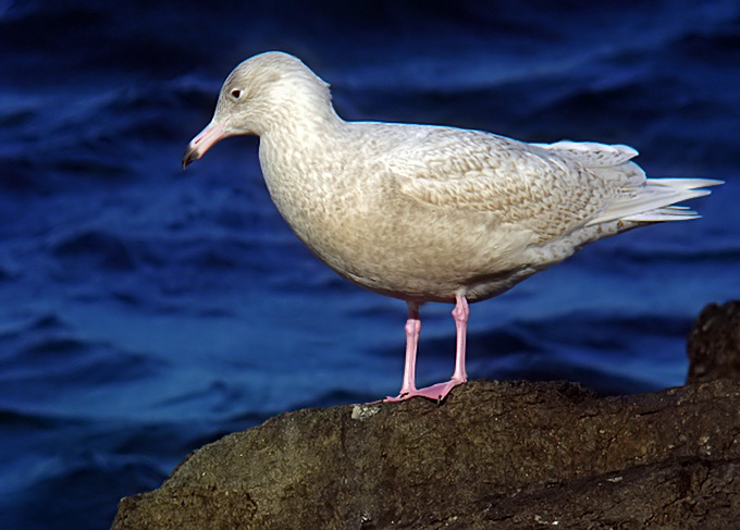 Glaucous Gull