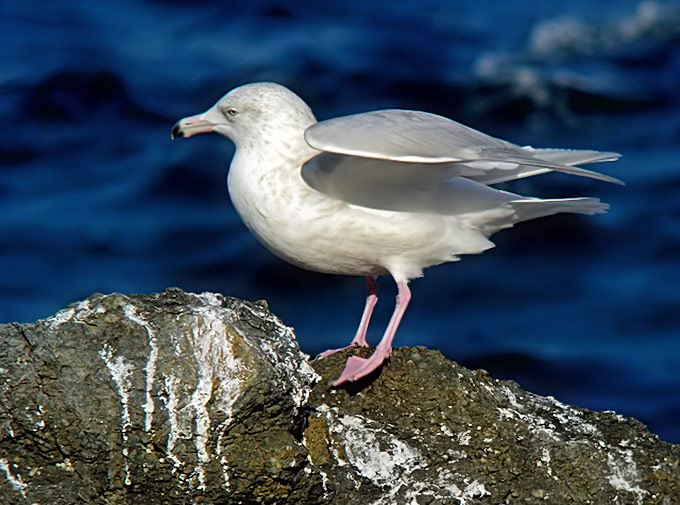 Glaucous Gull