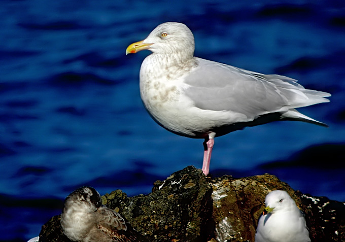 Glaucous Gull