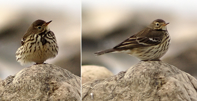 Buff-bellied Pipit