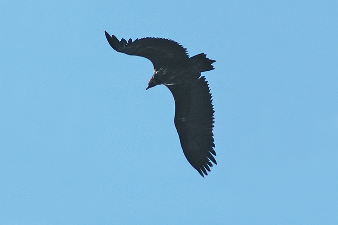 Cinereous Vulture