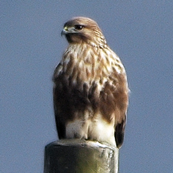 Common Buzzard