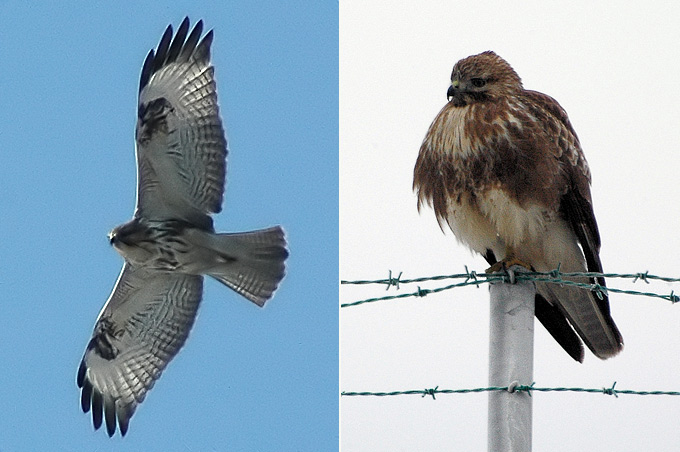 Common Buzzard