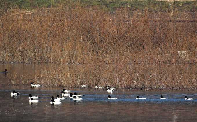 Common Merganser