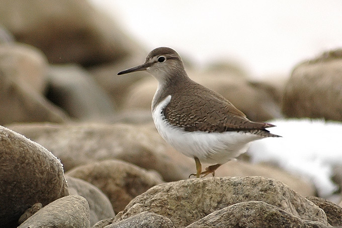 Common Sandpiper