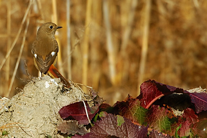 Daurian Redstart