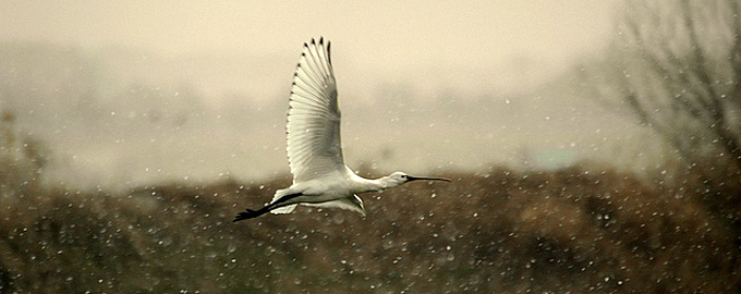 Eurasian Spoonbill