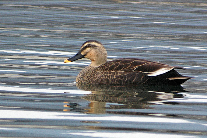 Spot-billed Duck