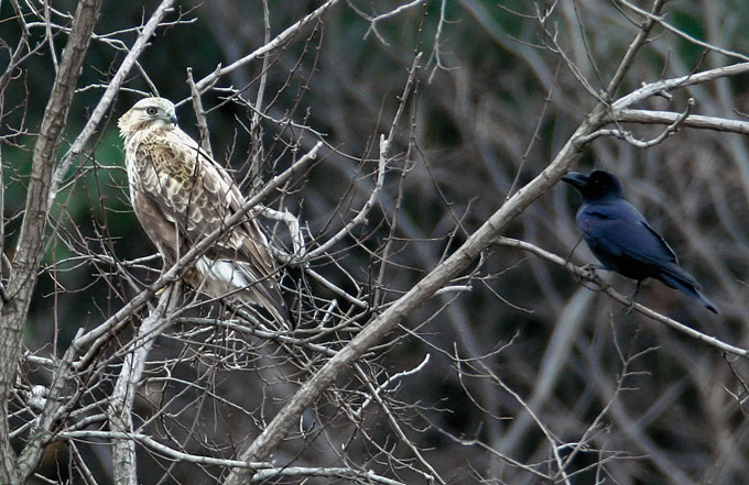Upland Buzzard