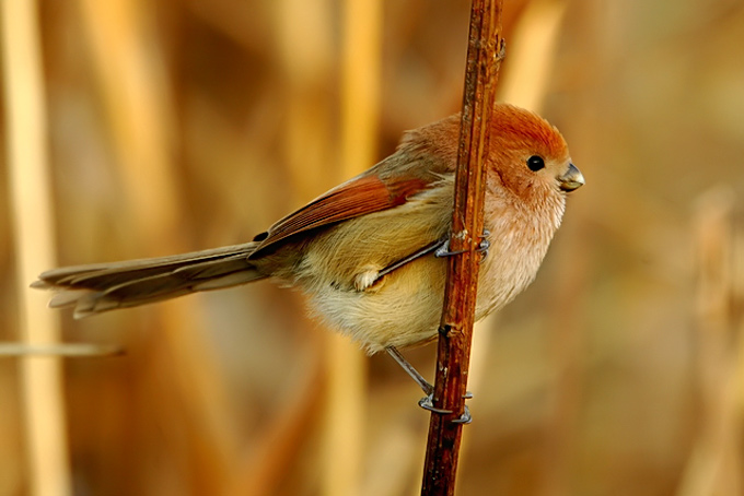 Vinous-throated Parrotbill