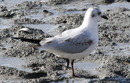 Saunders's Gull