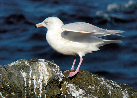 Glaucous Gull