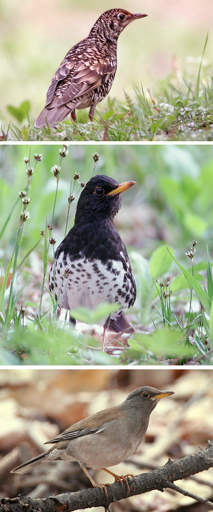 Scaly/White's Thrush, Grey Thrush, Pale Thrush