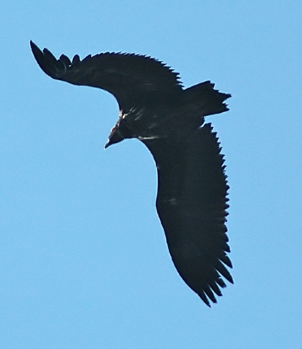 Cinereous Vulture