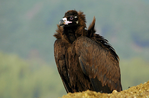 Cinereous Vulture