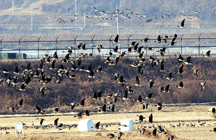 dmz north korea. and North Korea. The DMZ