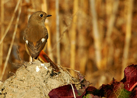 Daurian Redstart