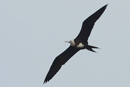 Great Frigatebird