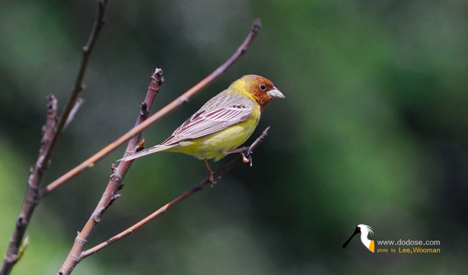 Red-headed Bunting