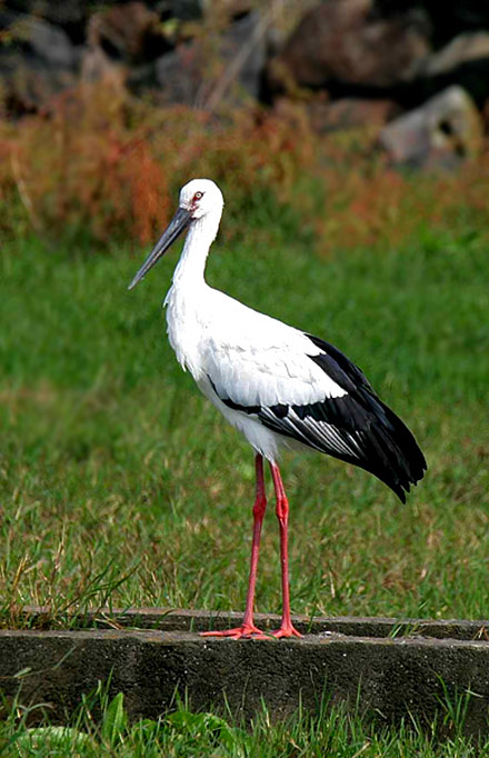Oriental White Stork