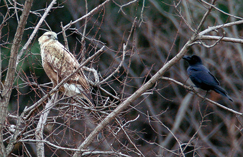 Upland Buzzard