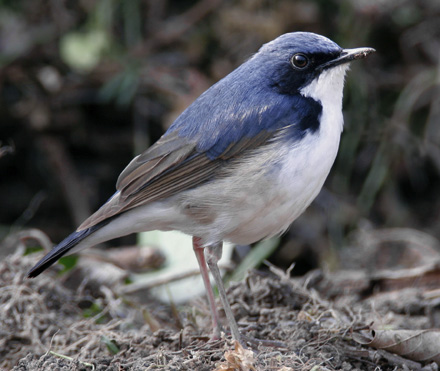 Siberian Blue Robin