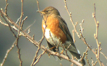 Brown-headed Thrush