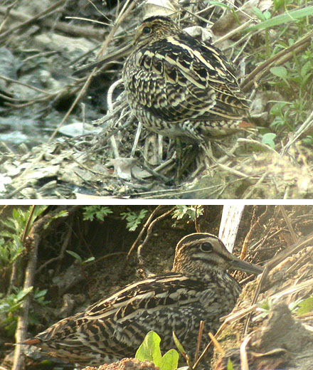 Latham's Snipe