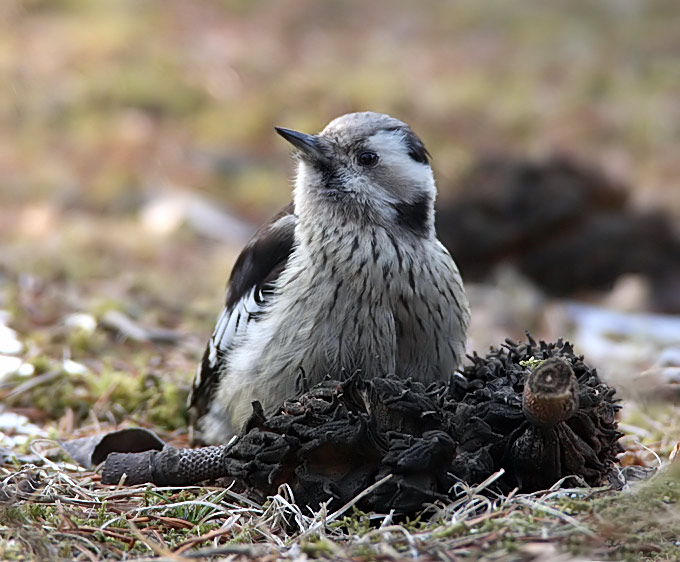 Grey-capped Pygmy Woodpecker