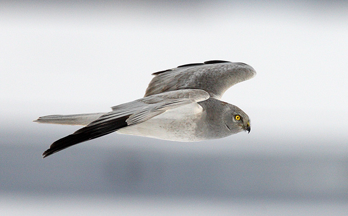 Northern Harrier