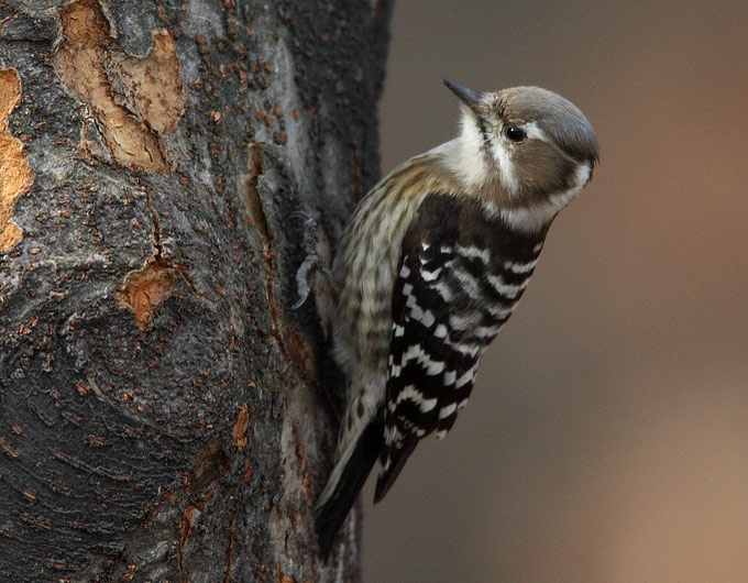 http://www.birdskorea.org/Images/images2008/01/Japanese-Pygmy-Woodpecker_RN.jpg