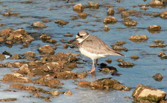Long-billed Plover