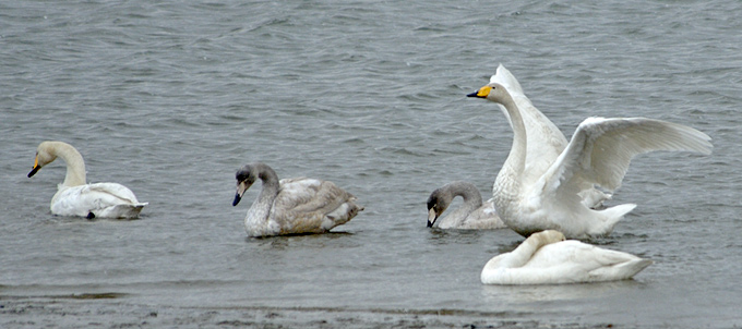 Whooper Swan