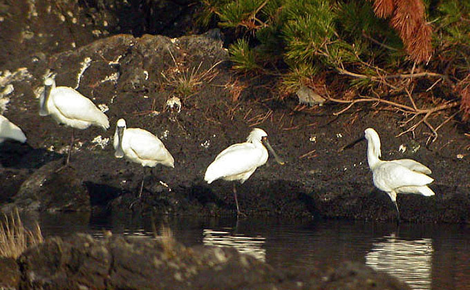 Black-faced Spoonbill