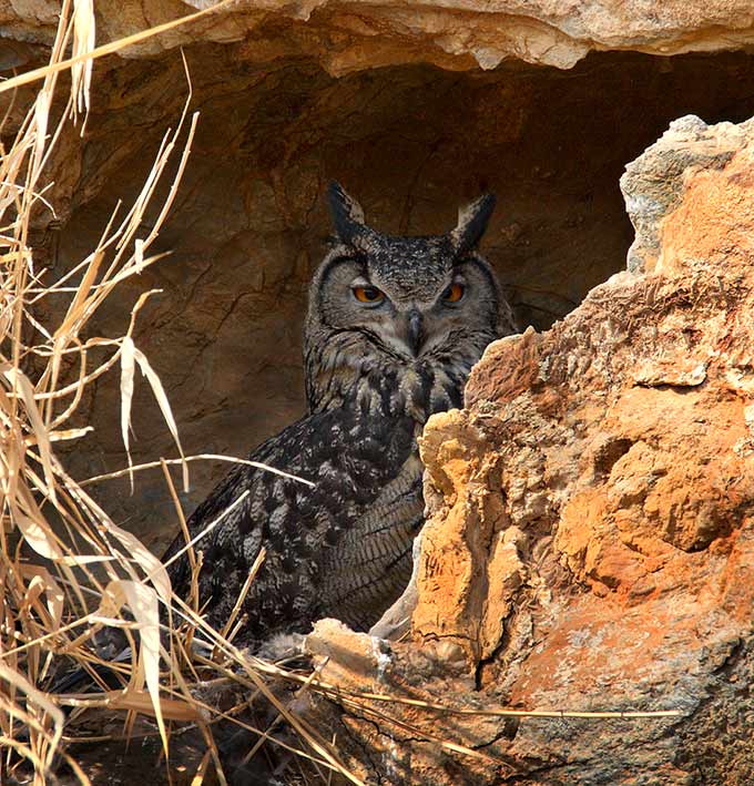 Eurasian Eagle Owl Bubo bubo Photo Robin Newlin